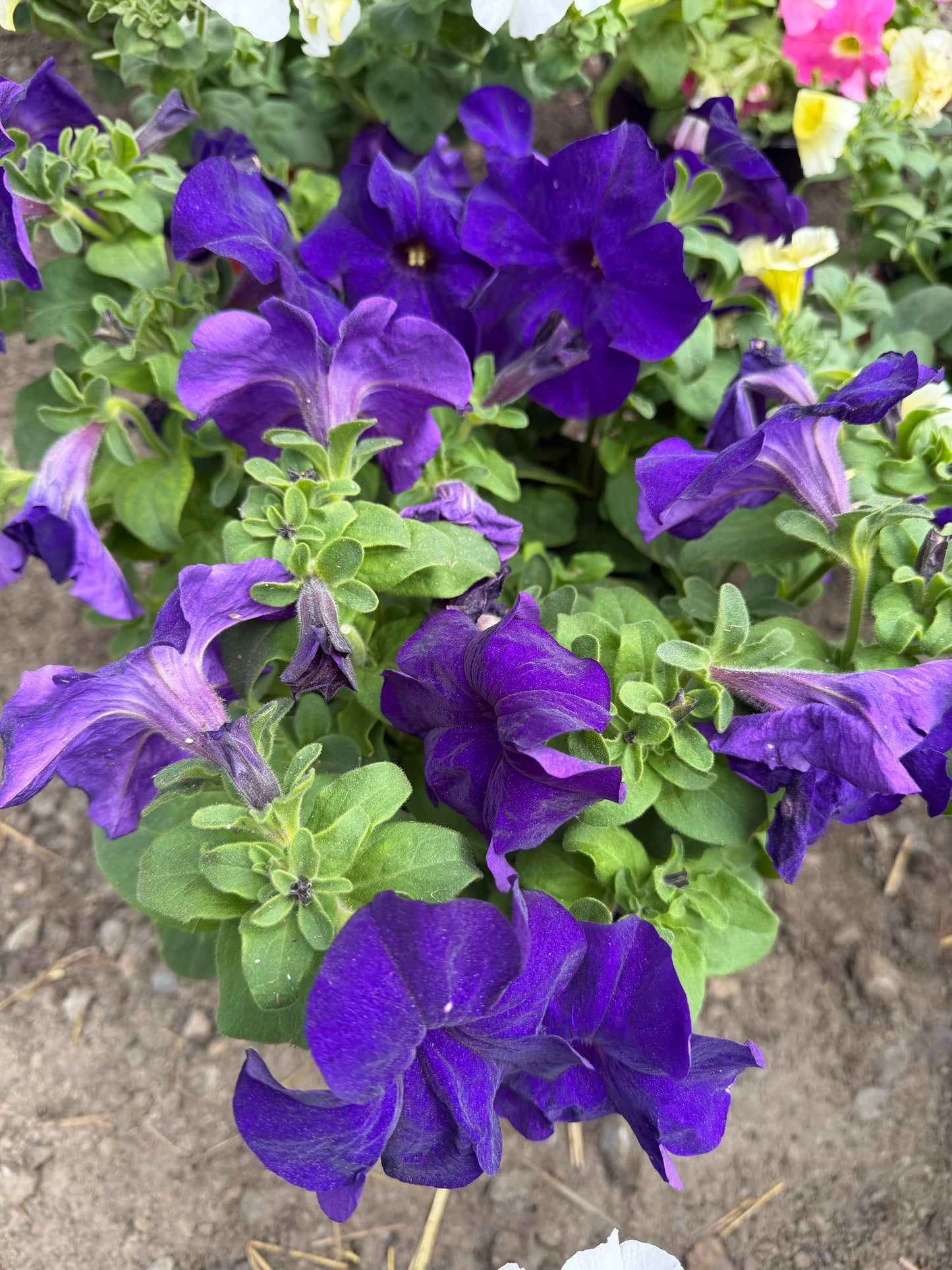 Petunia 8" Pot