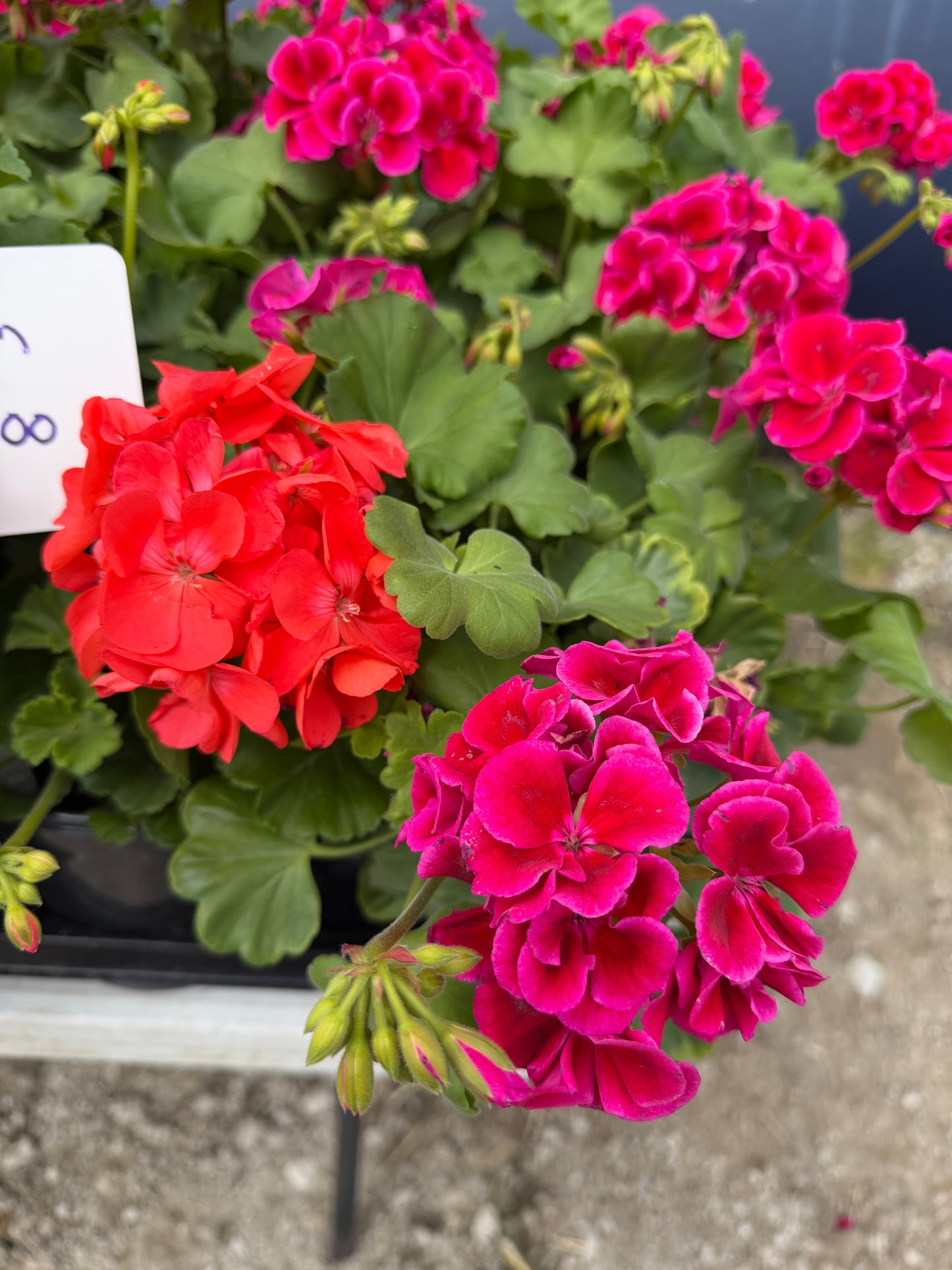 Geranium Gallon Pot