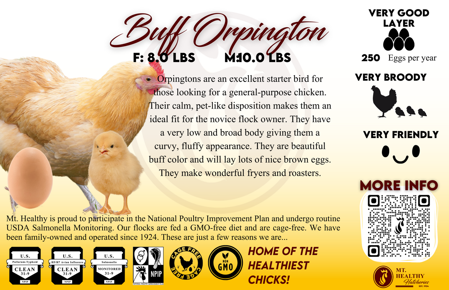 Live Chick Special Order