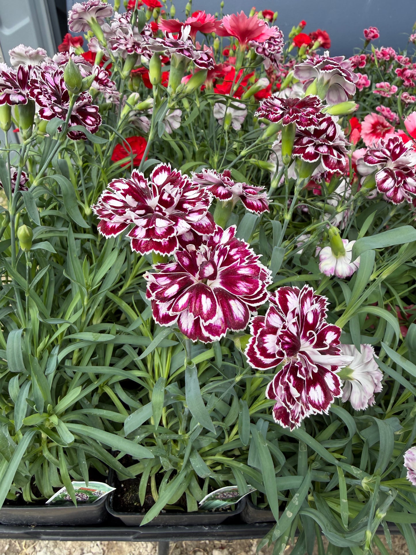 Dianthus 4" Pot