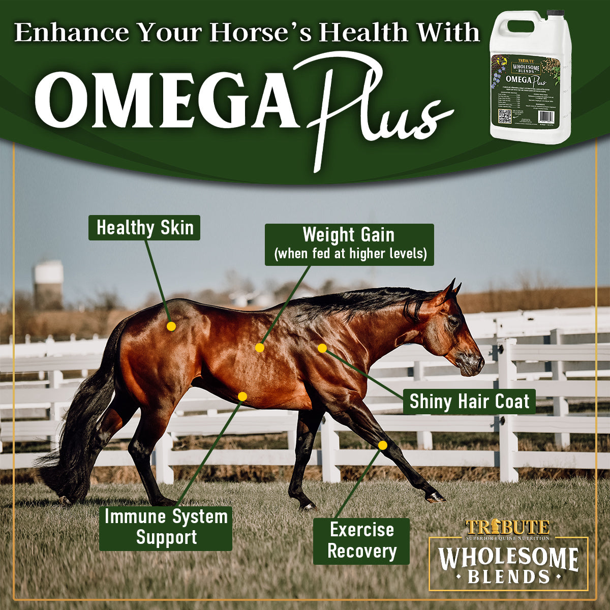 Tribute Wholesome Blends Omega Plus Oil - 99OIL
