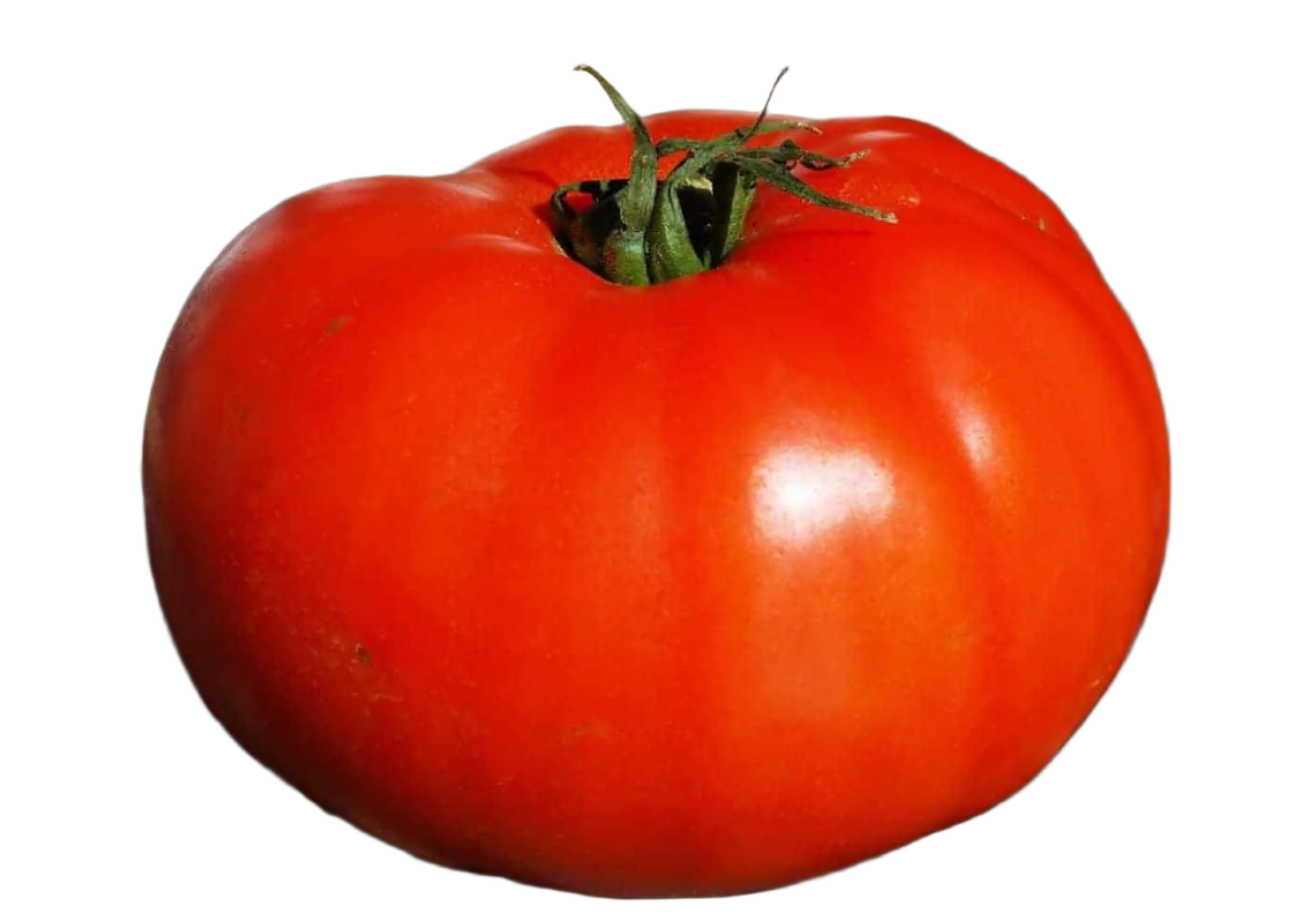 Large Red Slicer Tomatoes