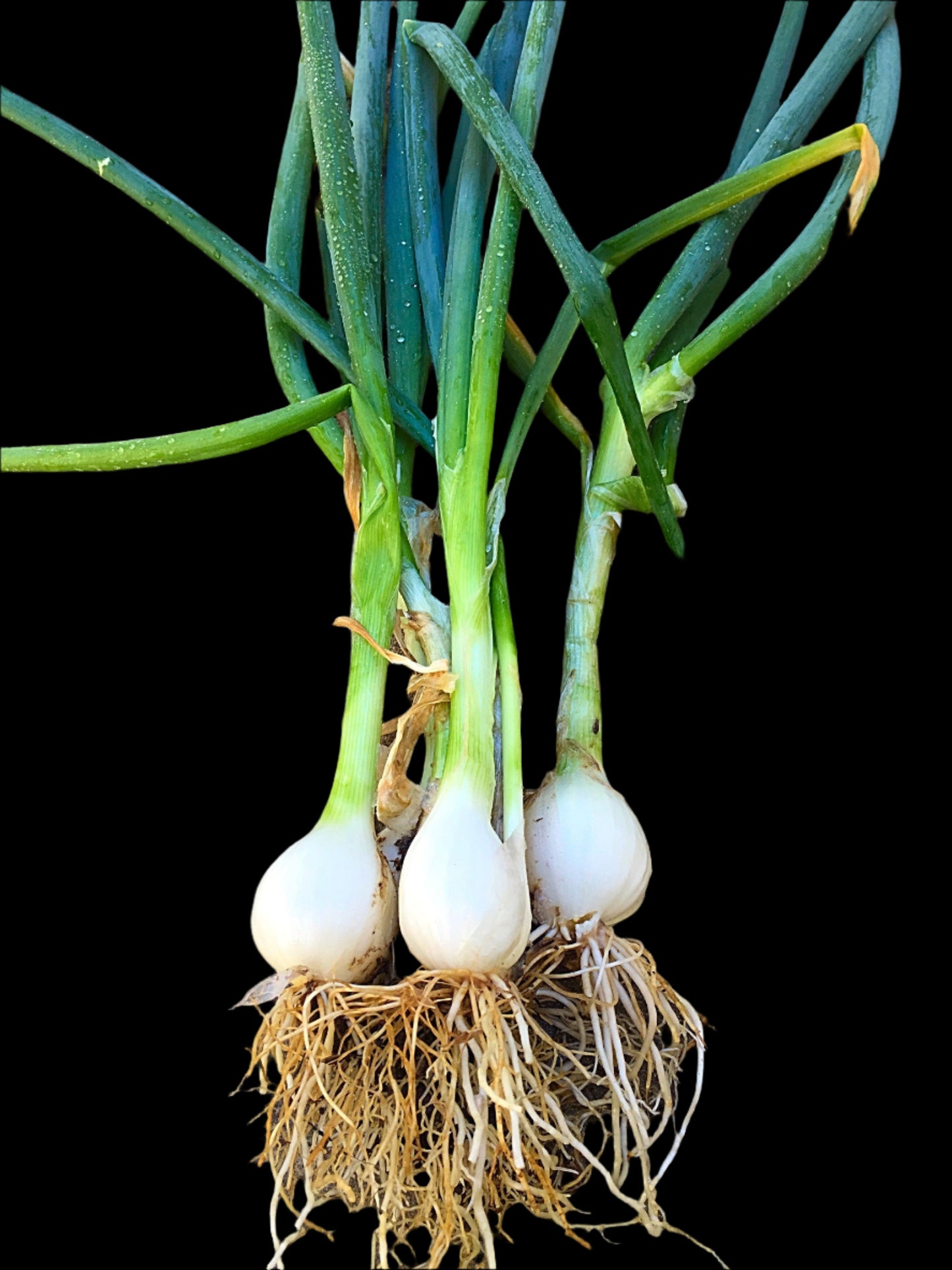 Three green onions with roots on a concrete surface