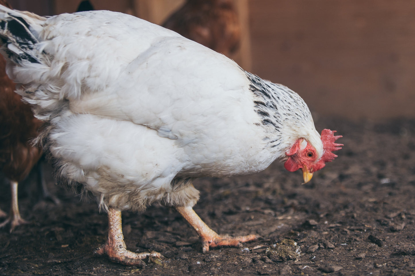 Fresh Eggs