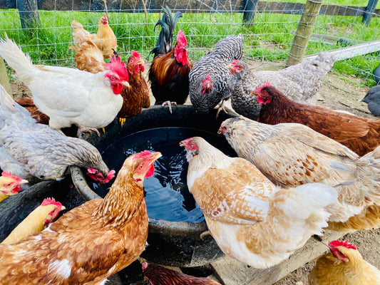 Beautiful Yolks Start with Better Feed