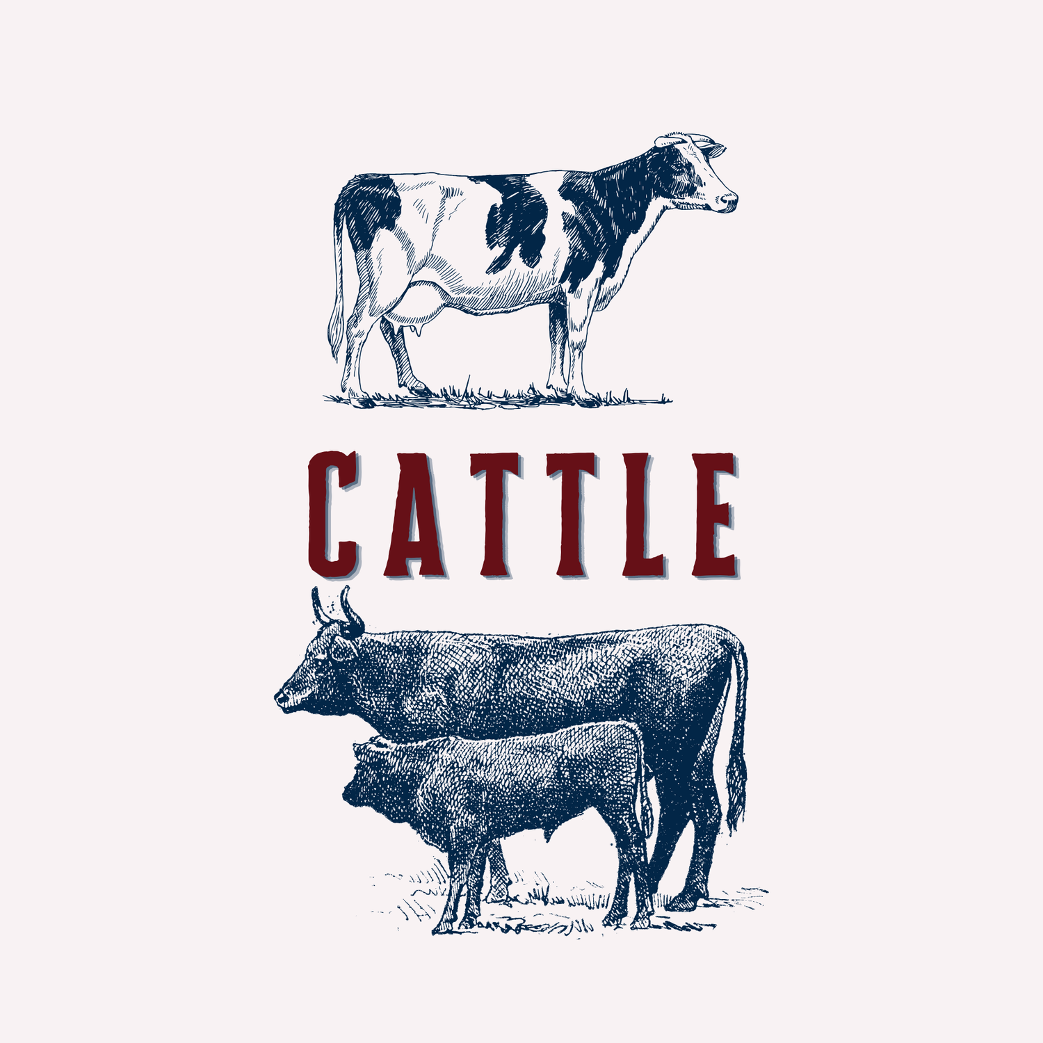 Cattle