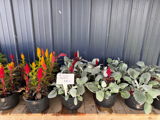 Combo Planter