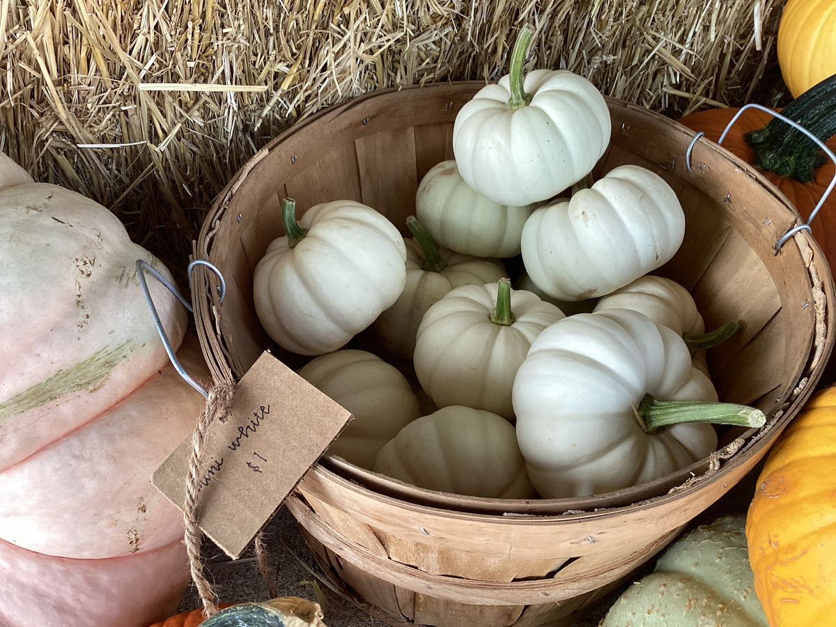 Pumpkins
