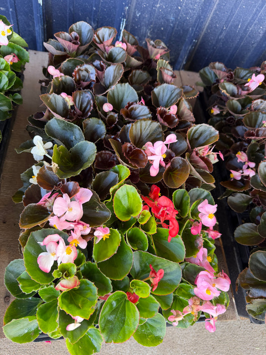 3" Begonia Plants