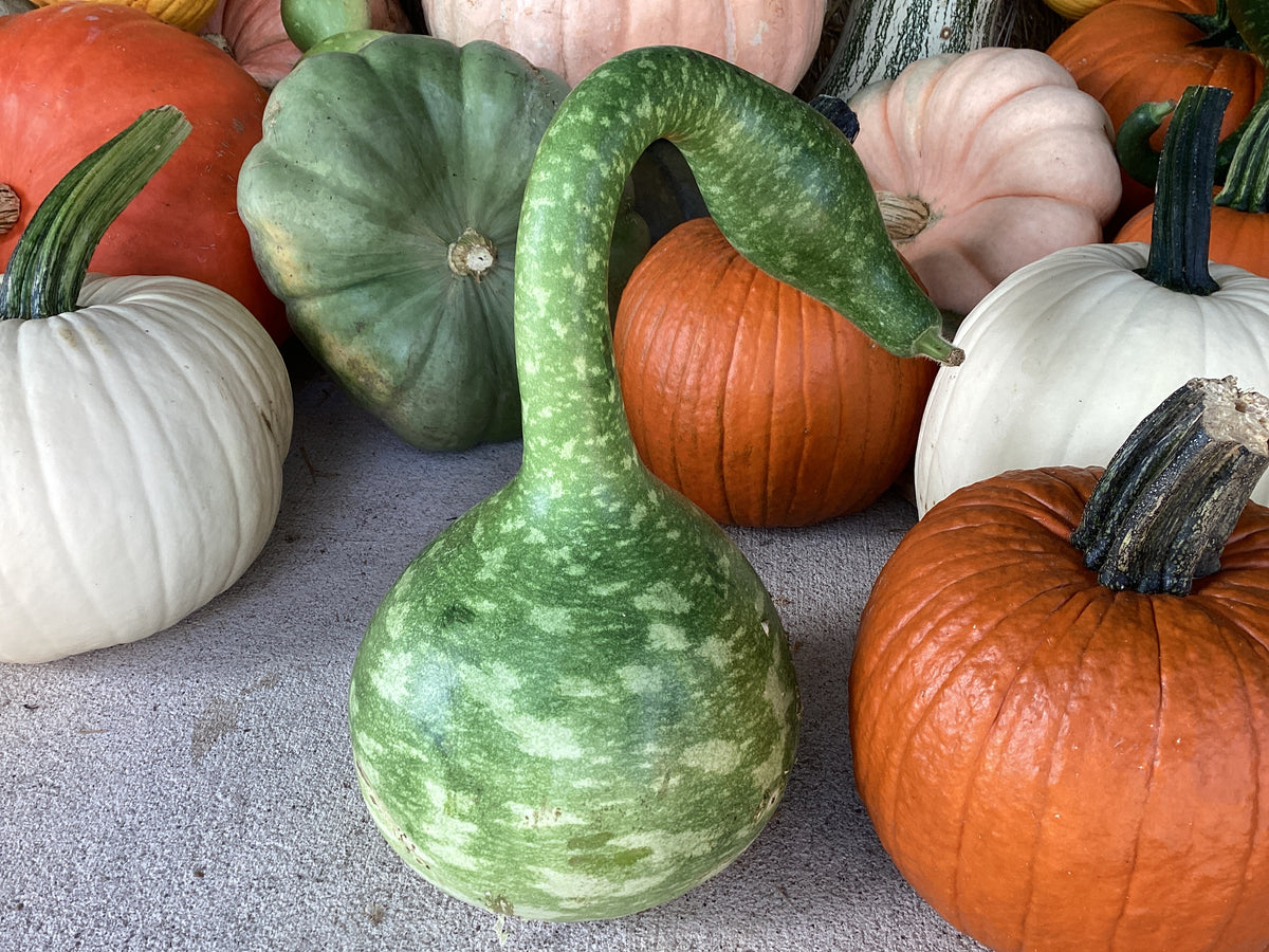 Pumpkins