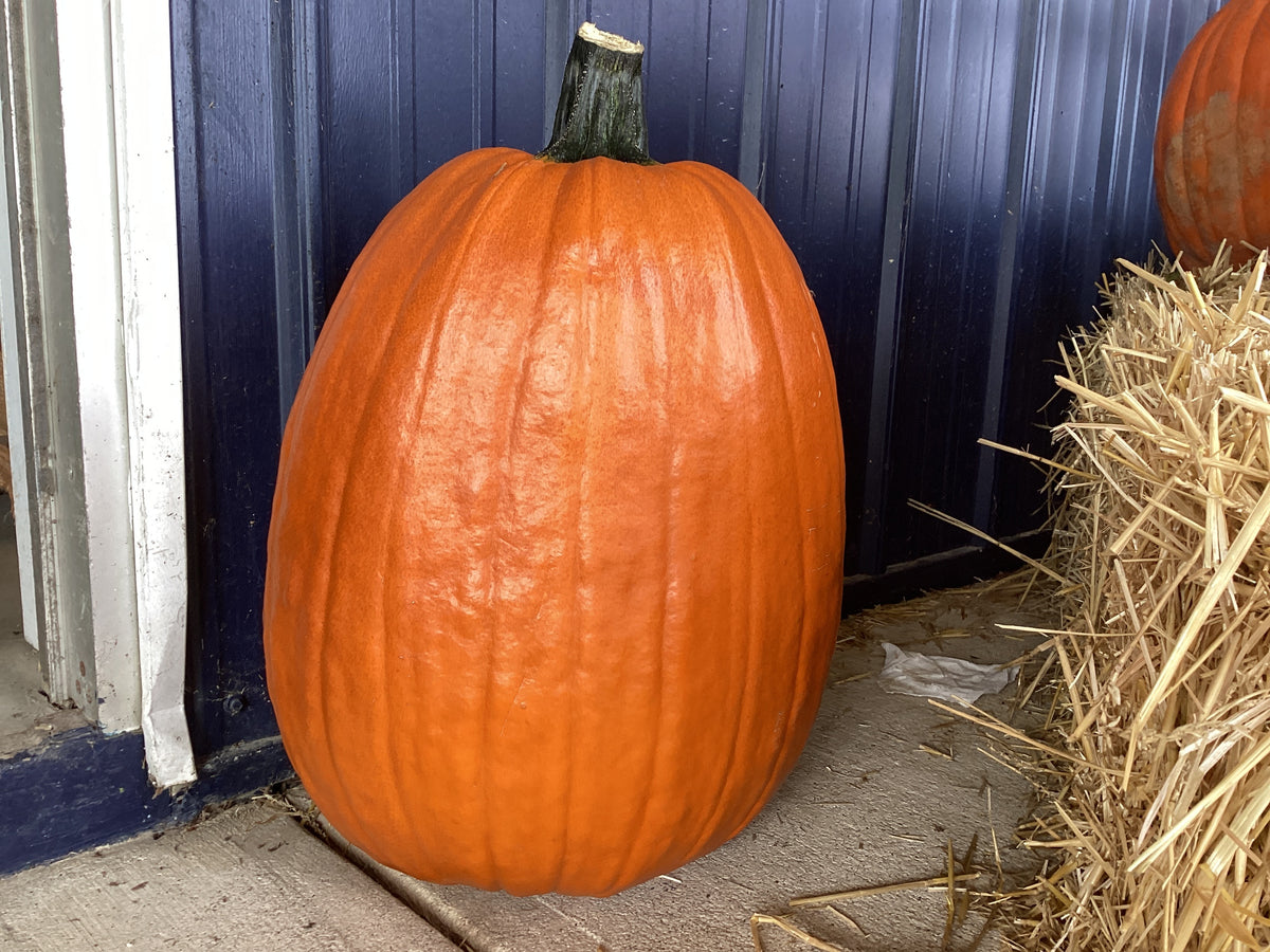 Pumpkins