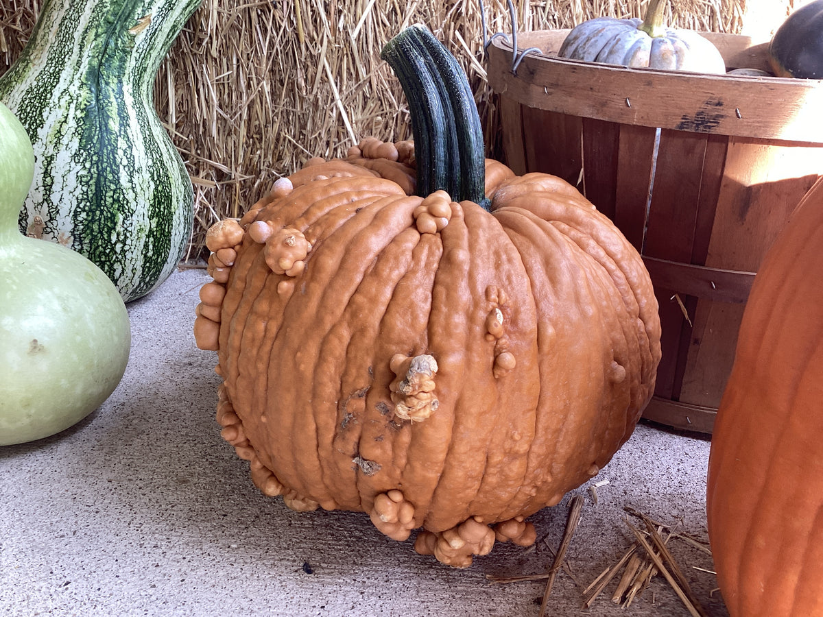 Pumpkins
