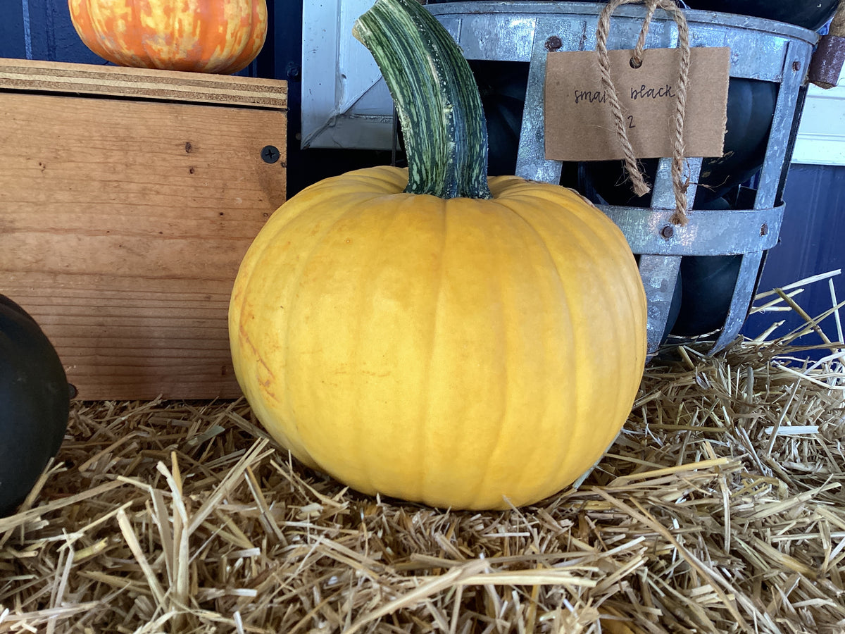 Pumpkins