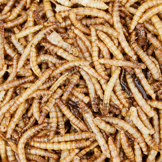 Mealworms