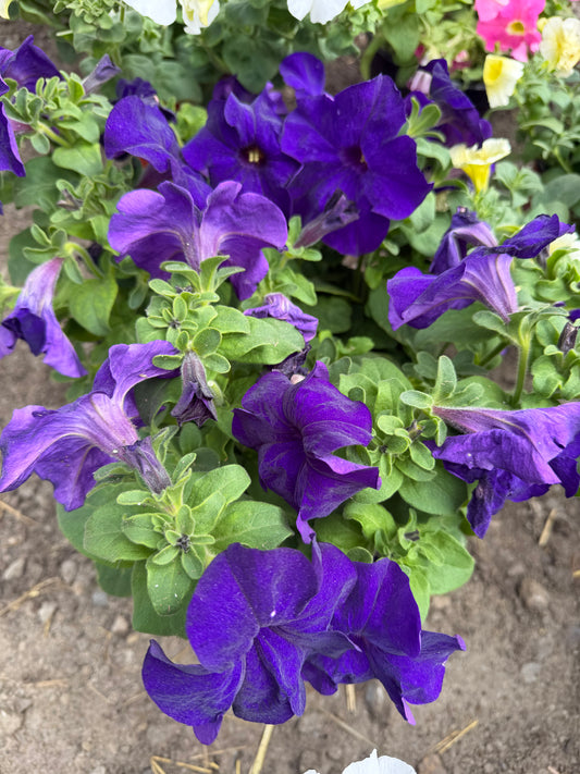 Petunia 8" Pot