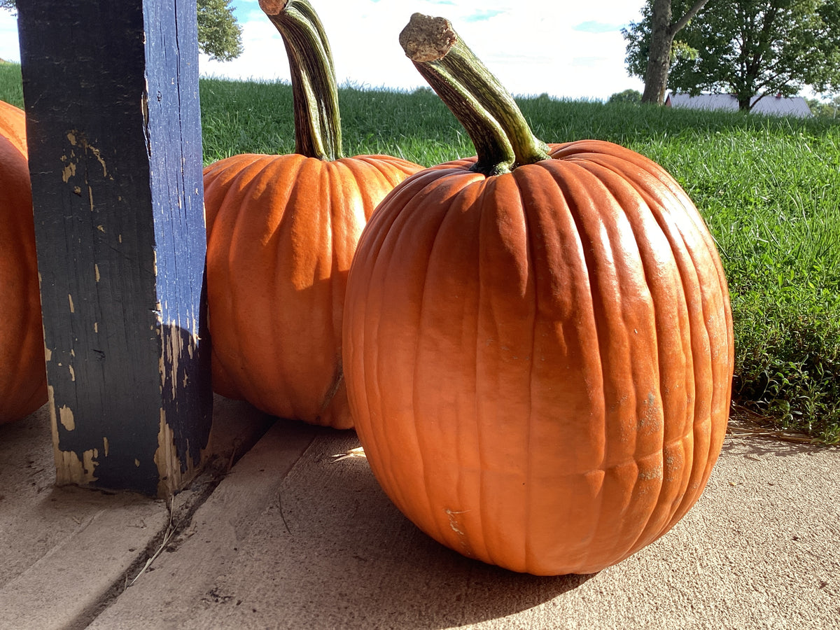 Pumpkins