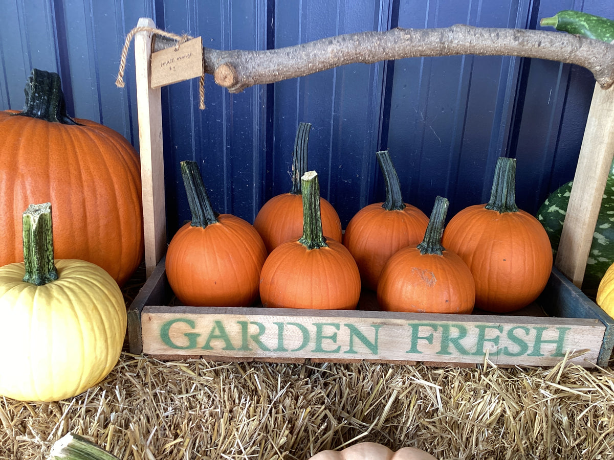 Pumpkins