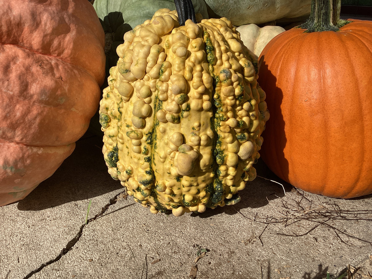 Pumpkins