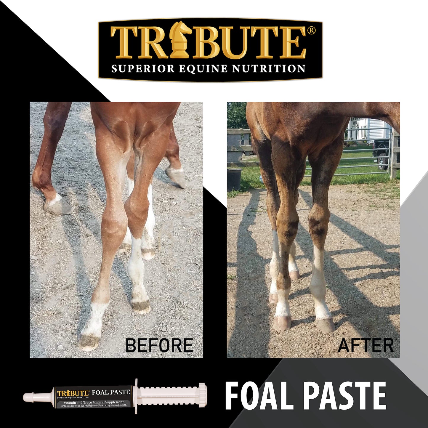 Tribute Foal Paste