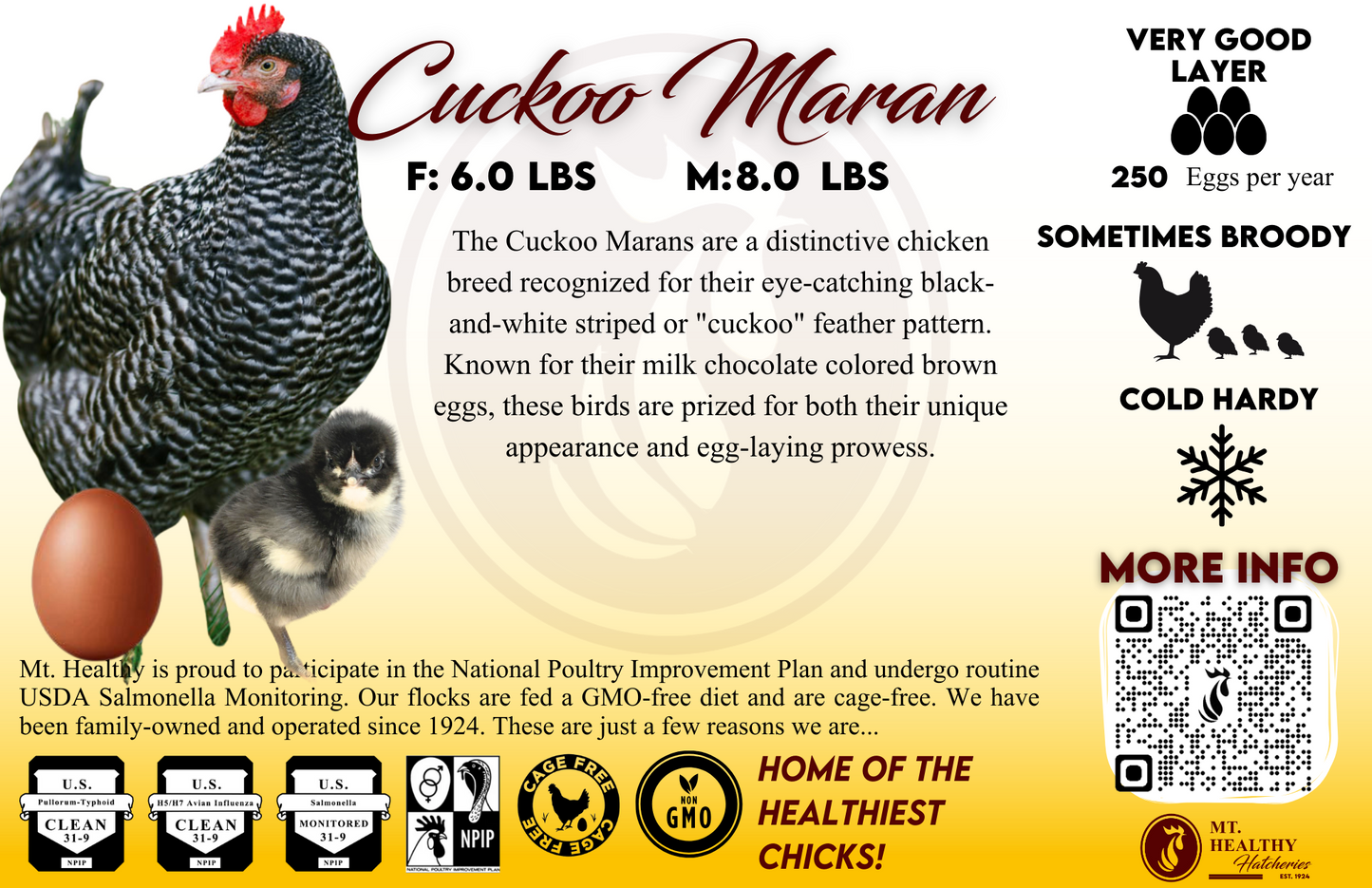 Live Chick Special Order