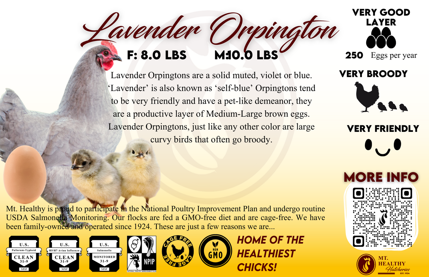 Live Chick Special Order
