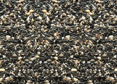 Birds Gone Wild - 20lb