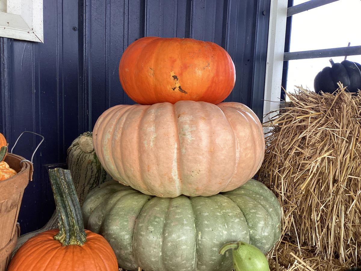 Pumpkins