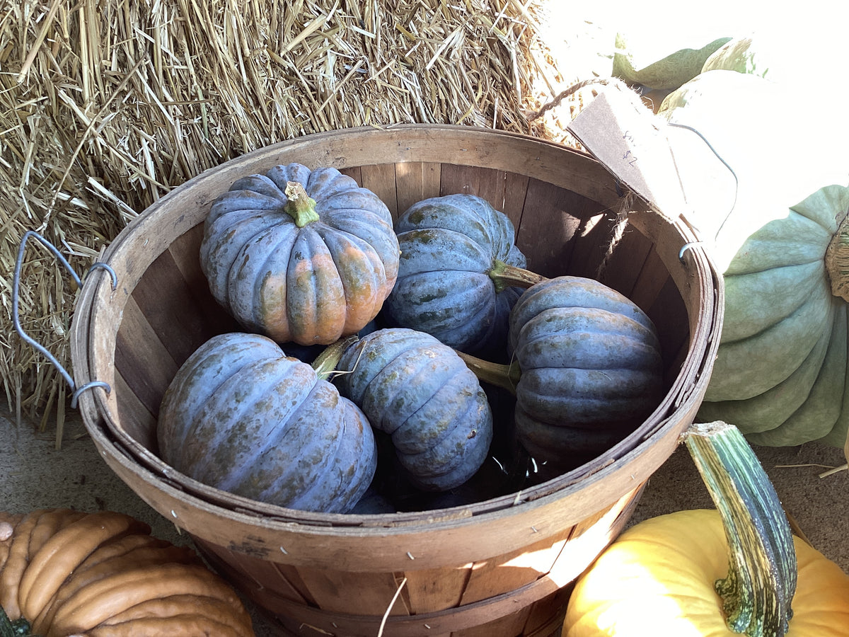 Pumpkins