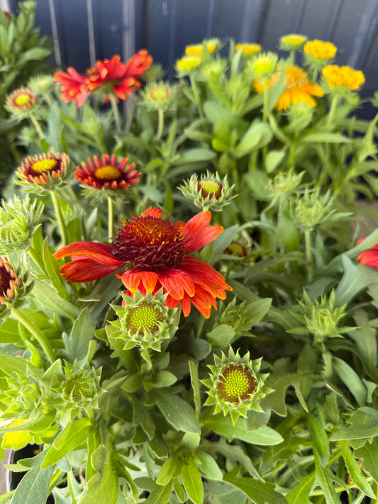 Perennial Gallon Pot