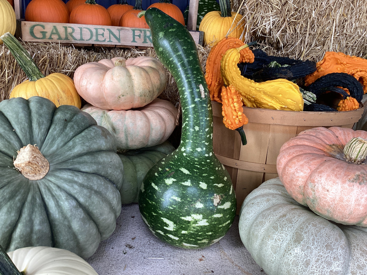 Pumpkins