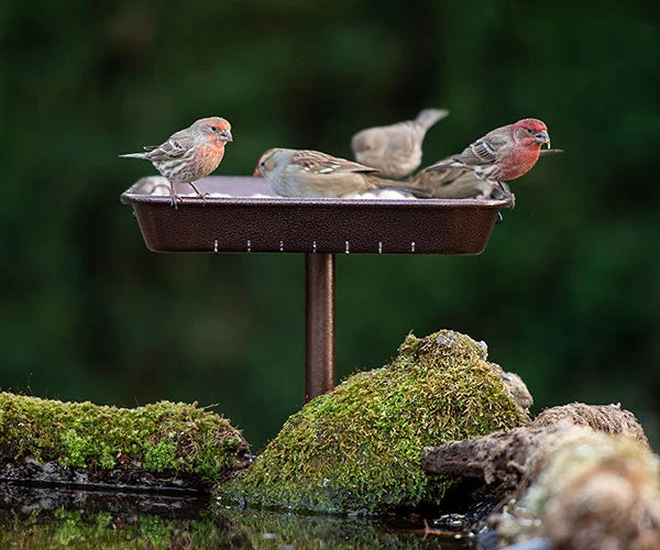 3-in-1 Platform Bird Feeder