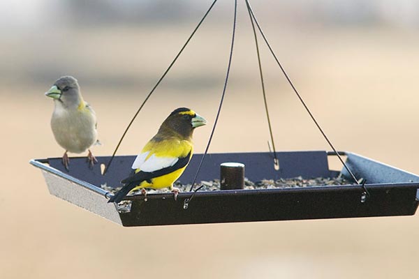 3-in-1 Platform Bird Feeder