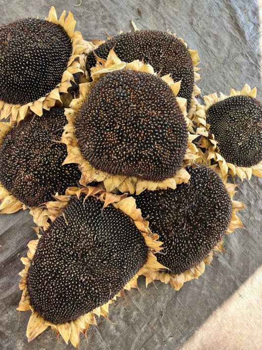 Home Grown Dried Sunflower Head