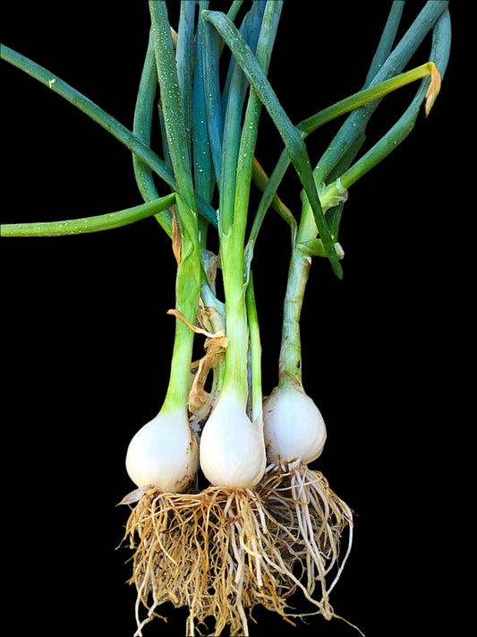 Three green onions with roots on a concrete surface
