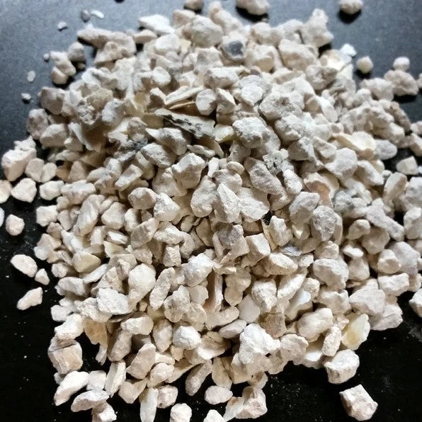 Oyster Shells - 82WI