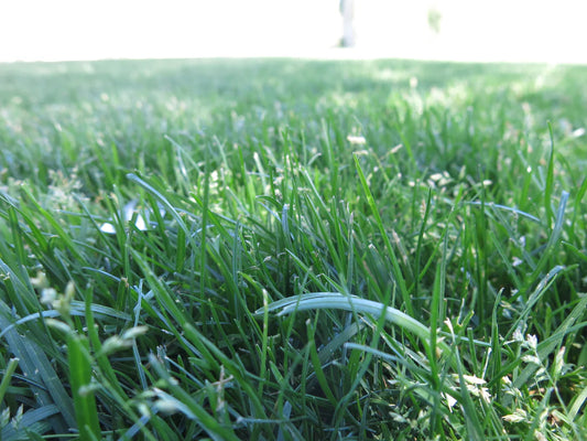 Bluegrass Lawn Seed - 3lbs