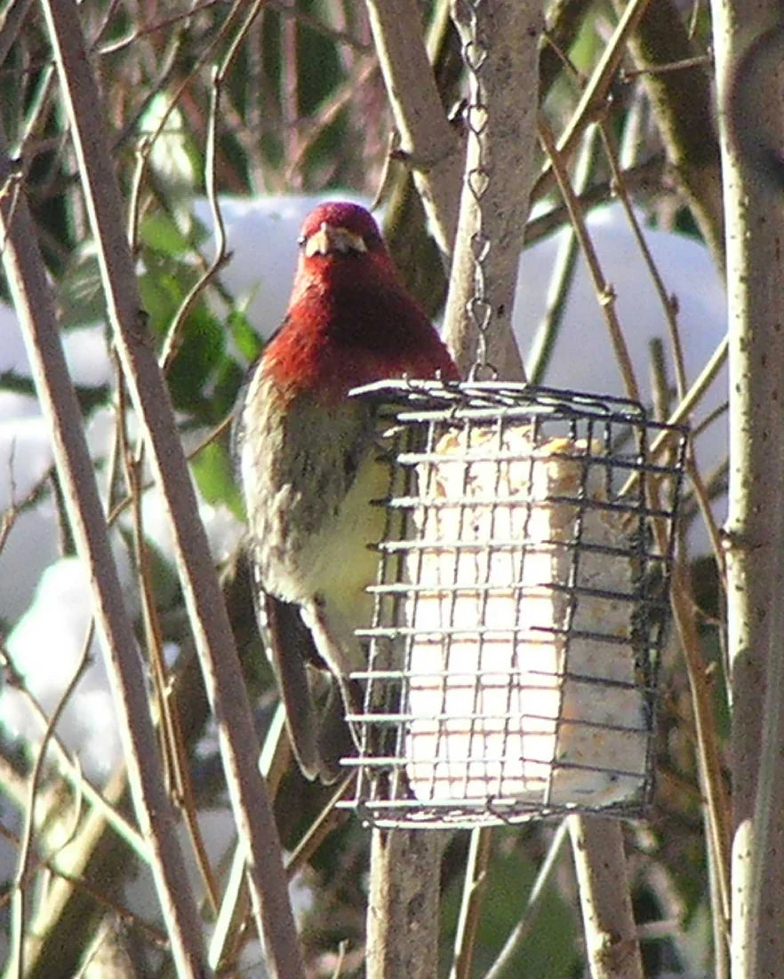 11 oz Suet Basket Feeder