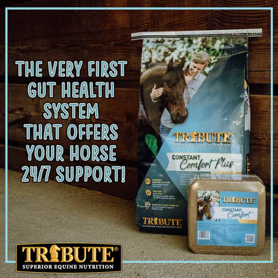 Constant Comfort® Supplement Block to Support Gut Health